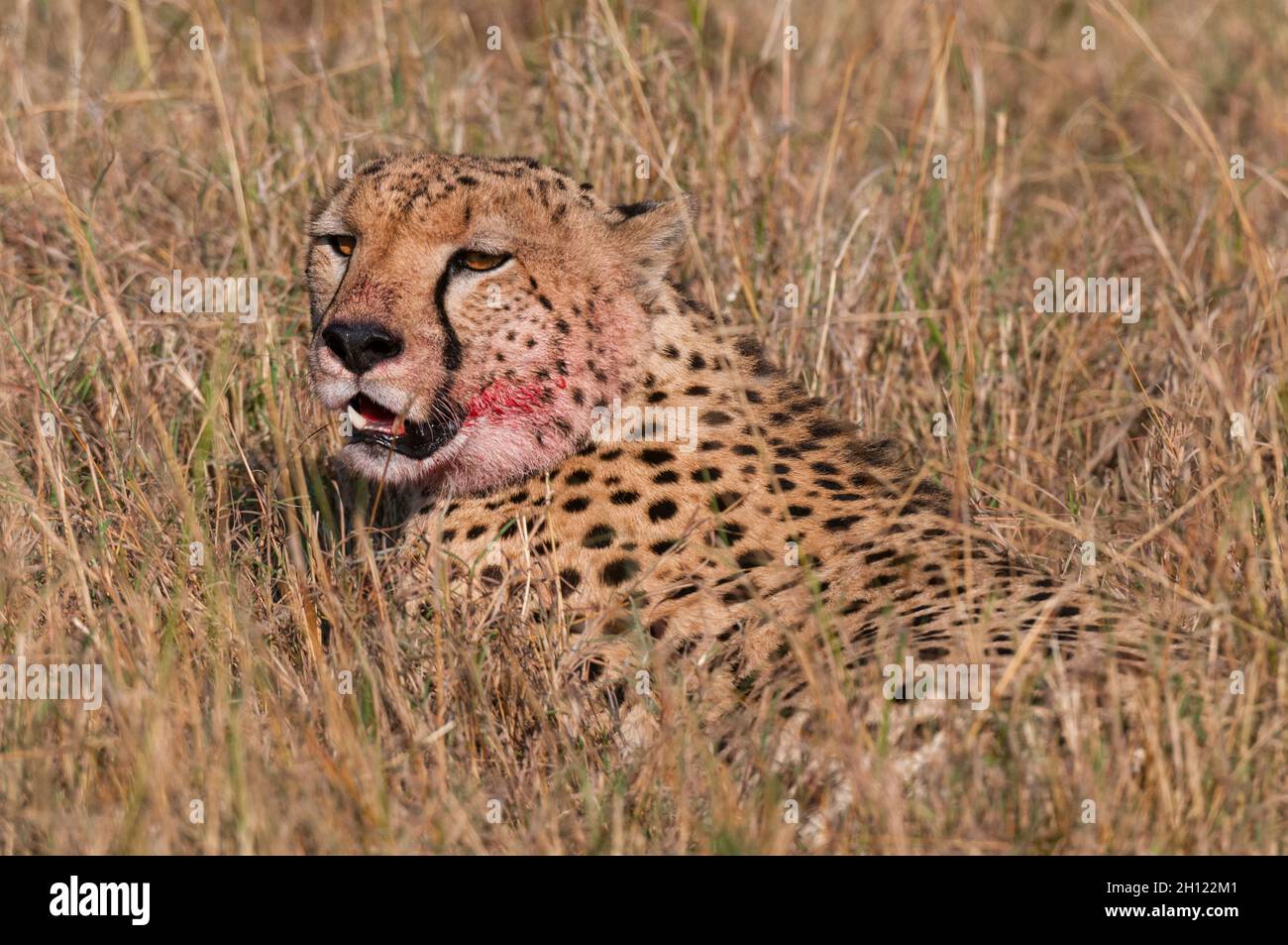 Portrait of a cheetah, Acinonyx jubatus, with blood on its face after eating. Masai Mara National Reserve, Kenya. Stock Photo