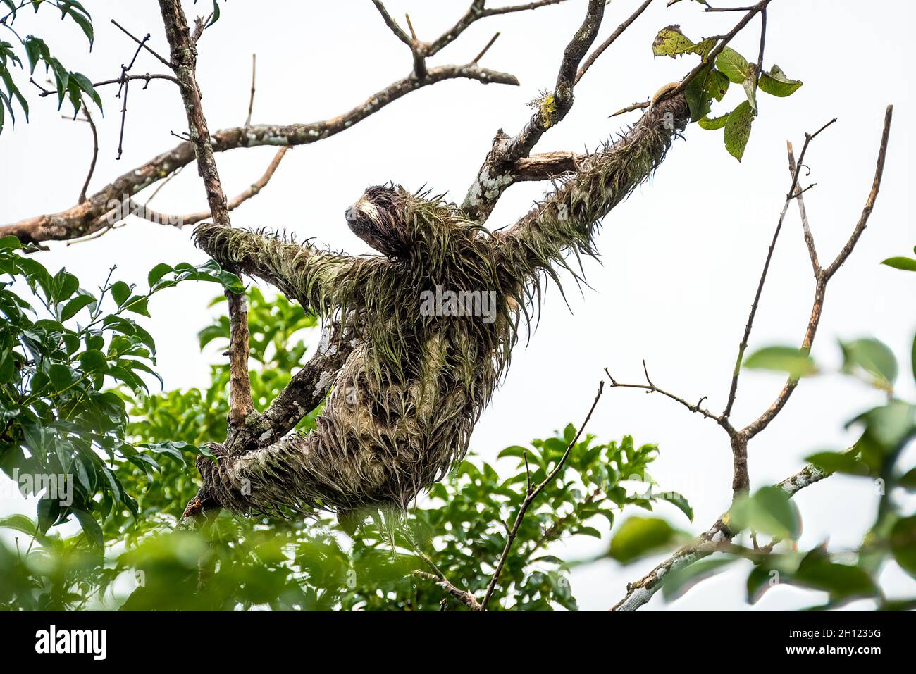 Brown-throated three-toed sloth got wet in a rain storm Stock Photo