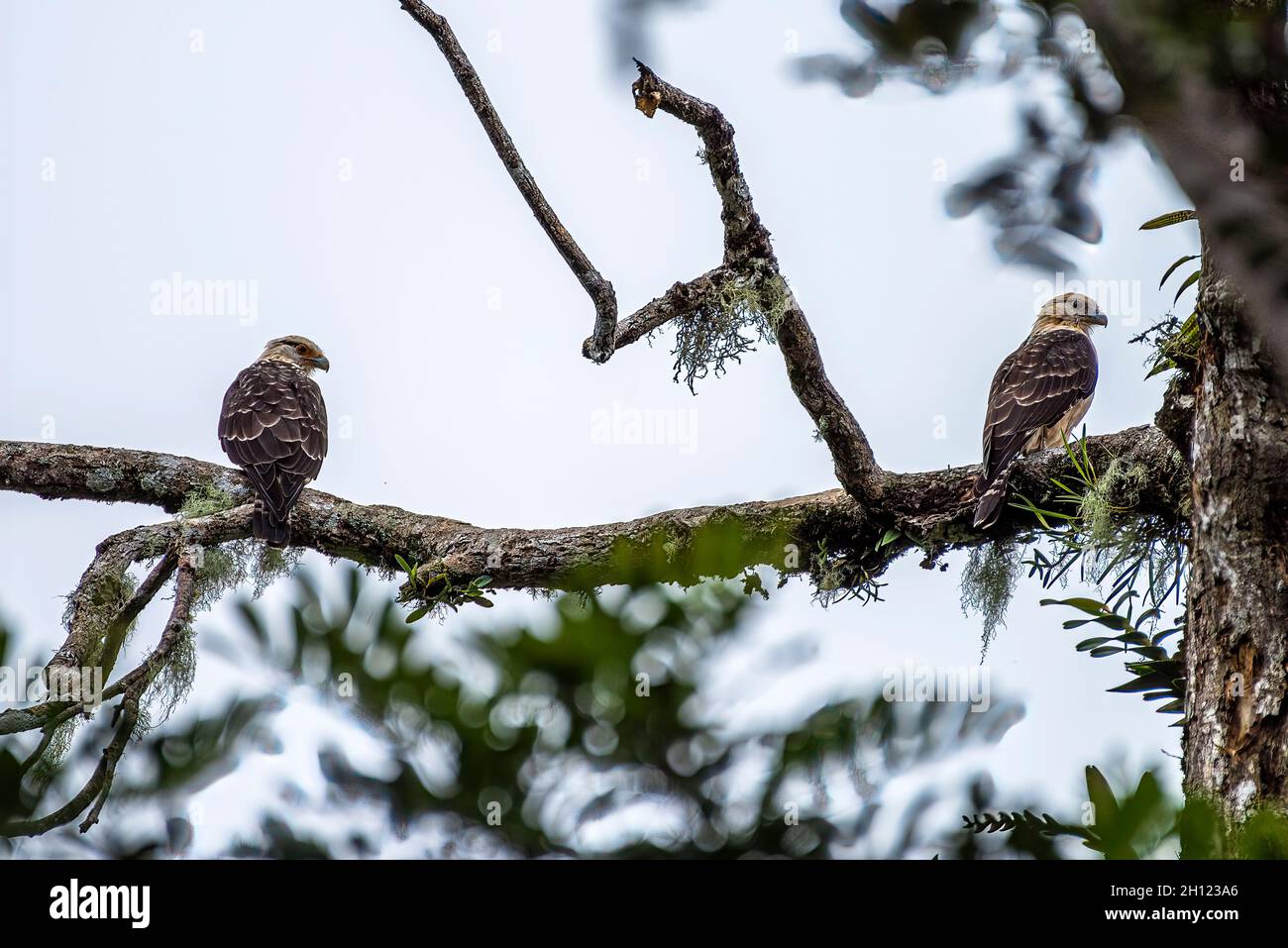 Pair of  yellow headed caracara birds perched on a branch Stock Photo