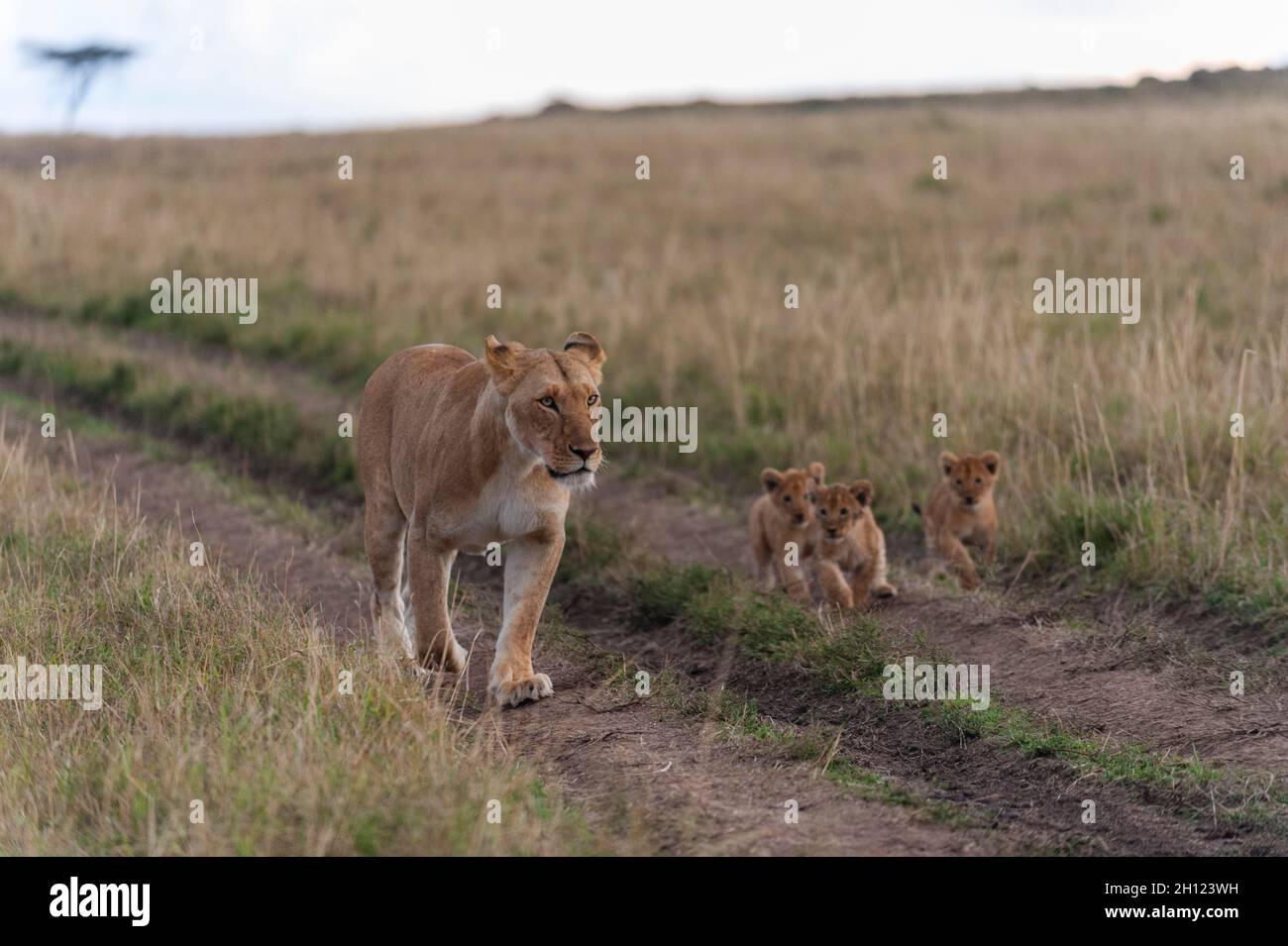 A lioness, Panthera leo, her three-month-old cubs walking in vehicle ...