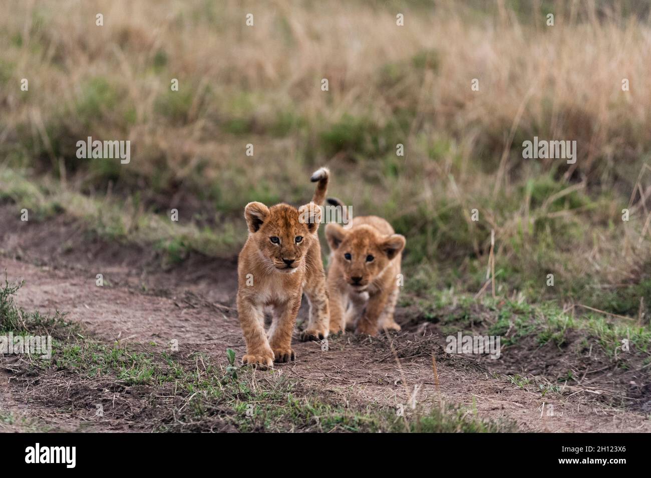 Two three-month-old lion cubs, Panthera leo, playing. Masai Mara National Reserve, Kenya. Stock Photo