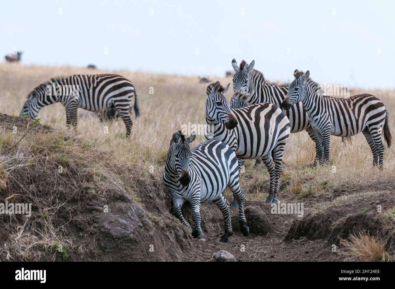 A herd of plains zebras, Equus quagga, on a grass plain. Masai Mara ...