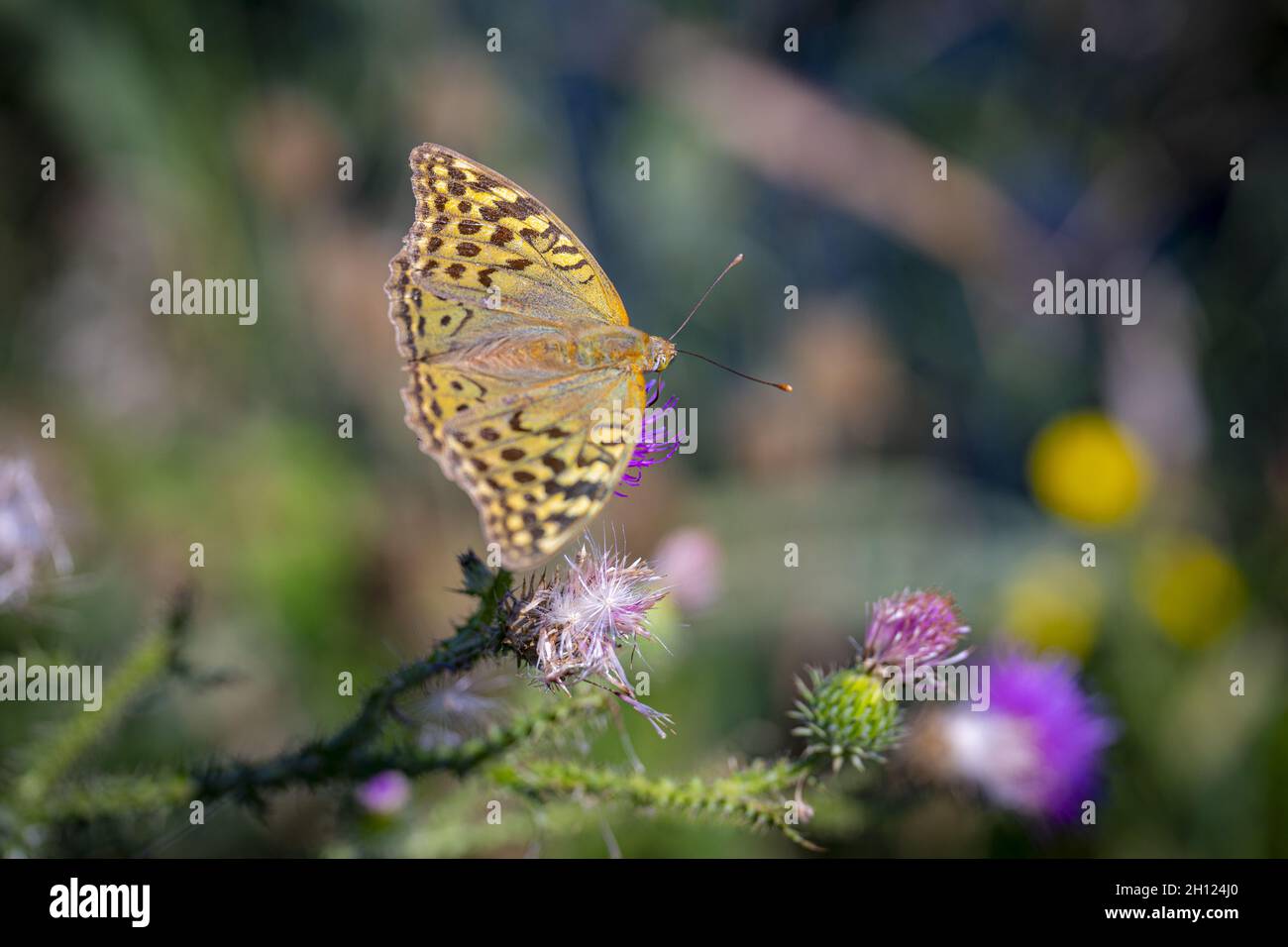 Closeup of a Dark green fritillary on a thistle in a field under the sunlight Stock Photo