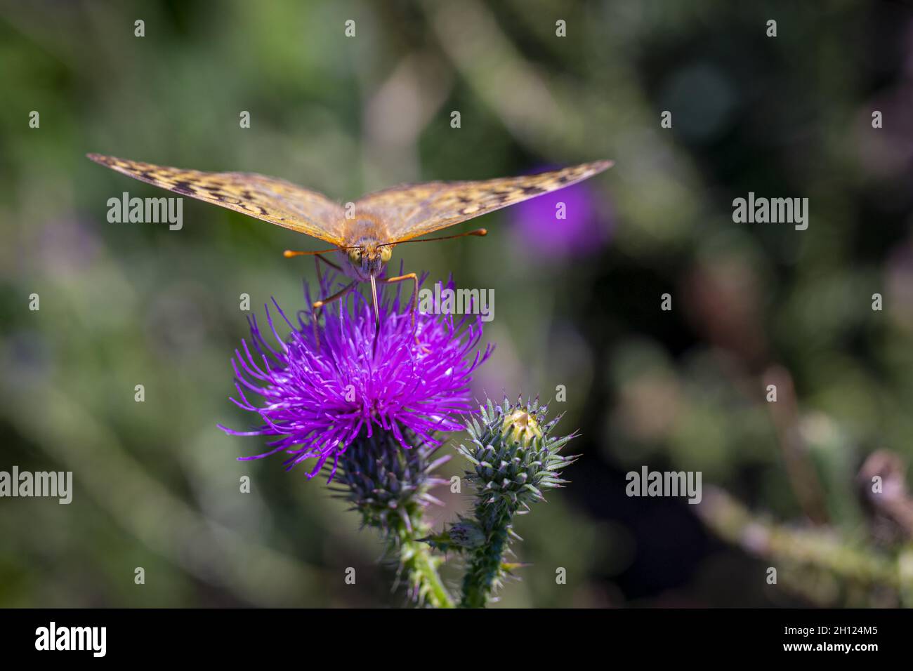 Closeup of a Dark green fritillary on a thistle in a field under the sunlight Stock Photo