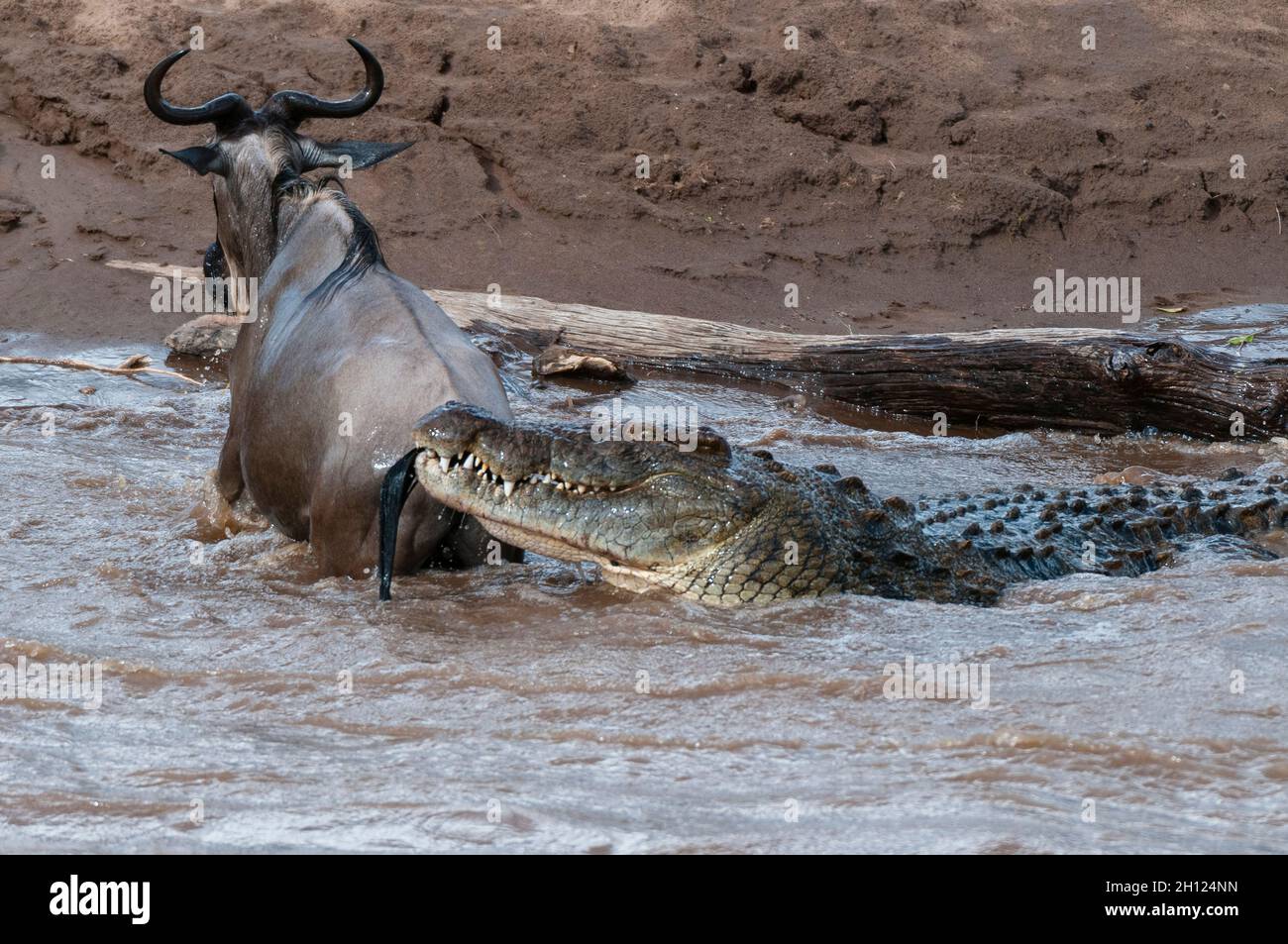 A Nile crocodile, Crocodilus niloticus, attacking a wildebeest, Connochaetes taurinus, crossing the Mara River. Mara River, Masai Mara National Reserv Stock Photo