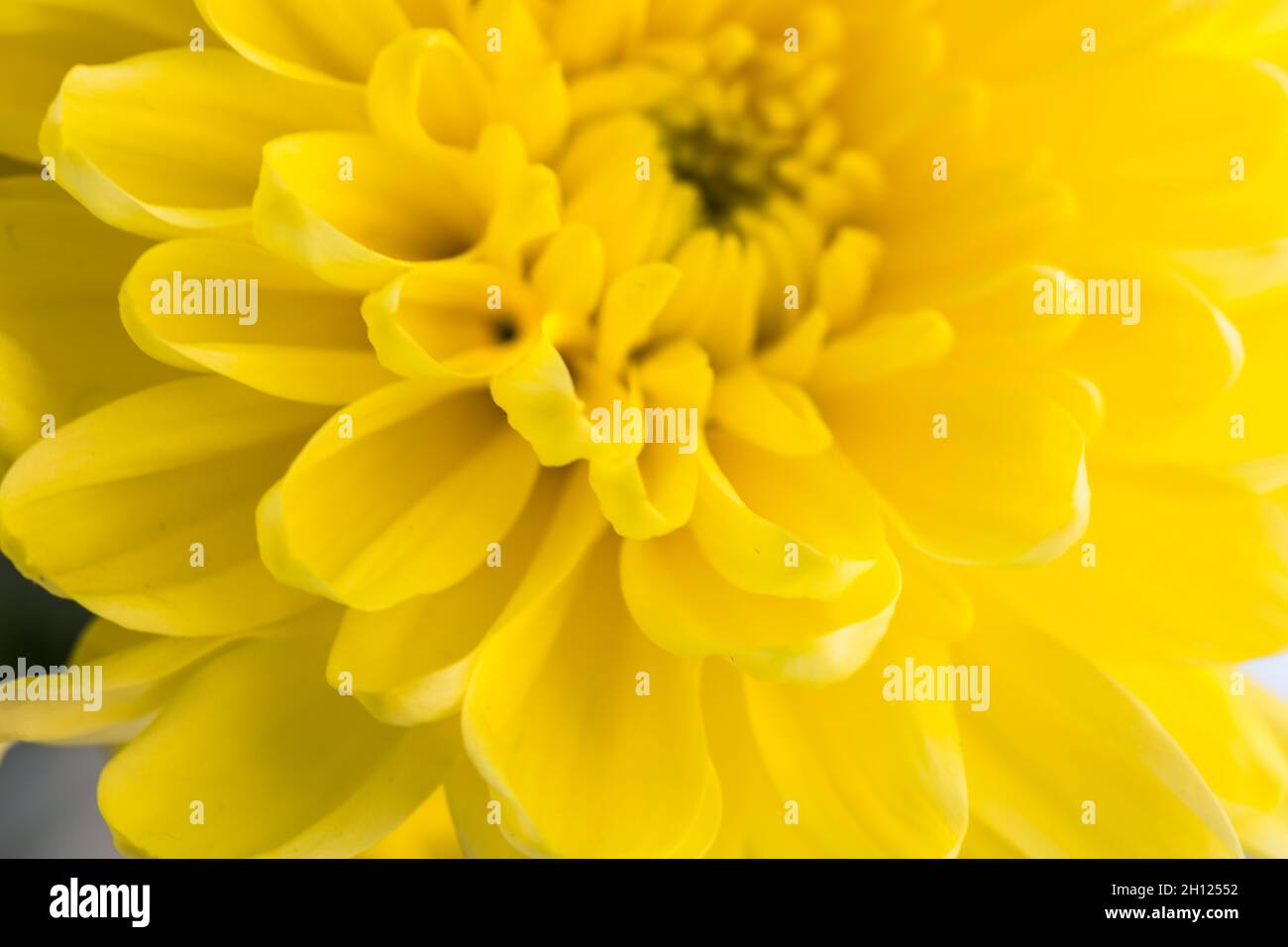 Blurred flower background with amazing yellow chrysanthemums Stock Photo