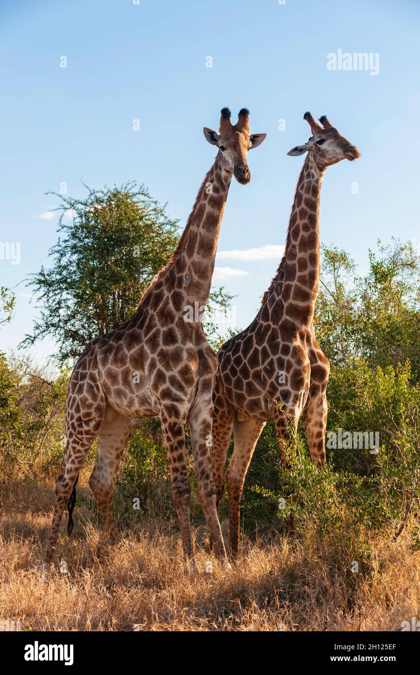 A portrait of two male southern giraffes, Giraffa camelopardalis. Mala Mala Game Reserve, South Africa. Stock Photo