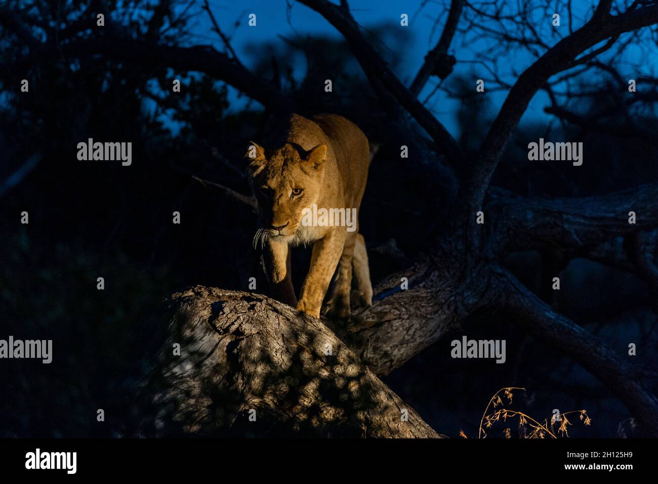 A lioness, Panthera leo, walking along a fallen tree trunk at night. Mala Mala Game Reserve, South Africa. Stock Photo
