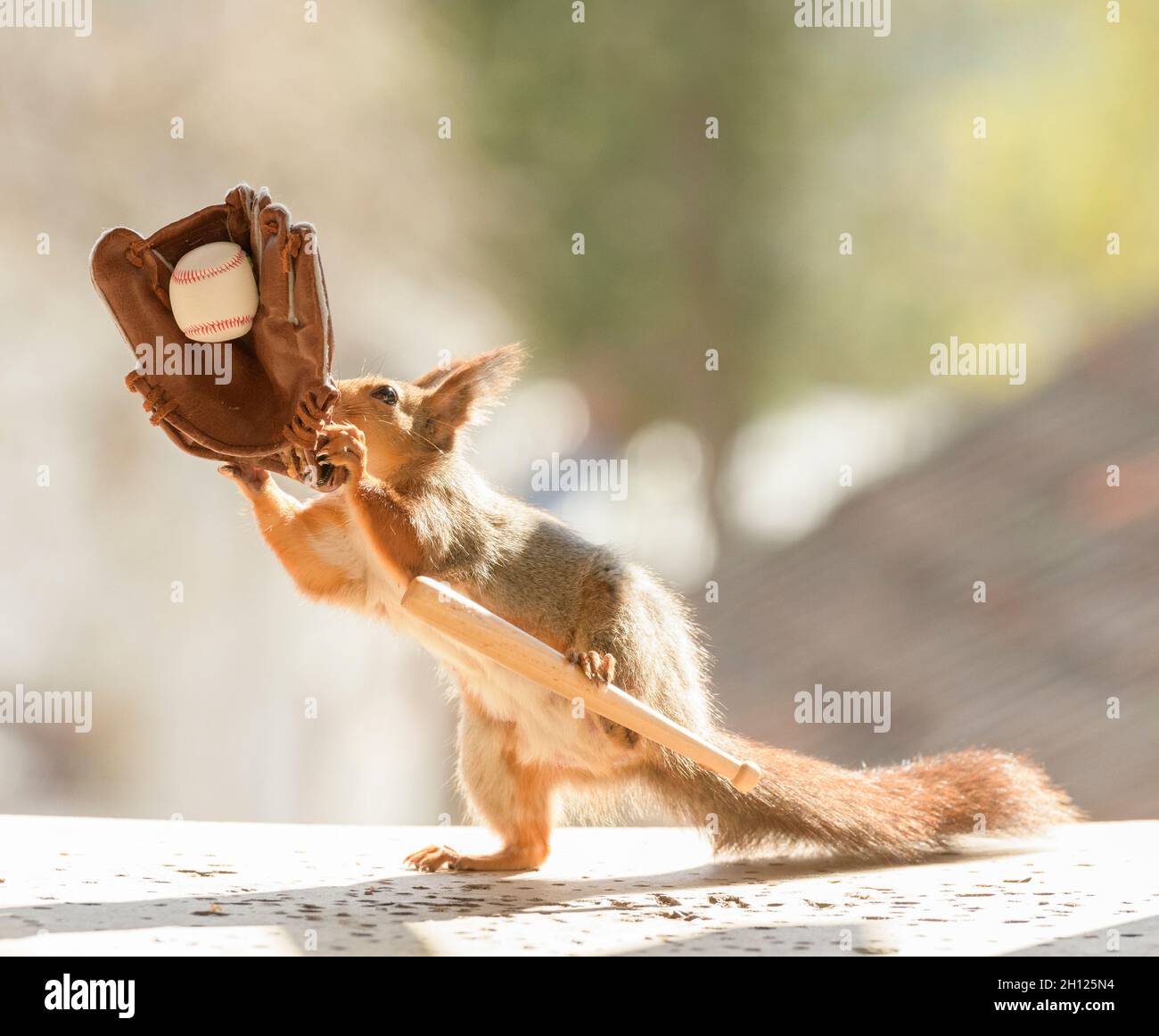 Red squirrel is holding a baseball bat and glove with an ball Stock Photo Alamy