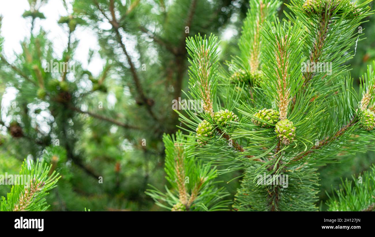 Bloomed mountain pine branches with young green cones close up. Background concept for New Year or Christmas card. Pine buds in the summer time. Green Stock Photo