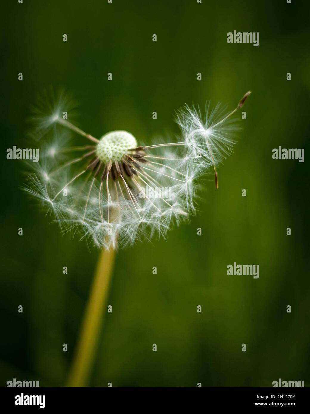Close-up of a dandelion seedhead, partially blown by the wind. Stock Photo