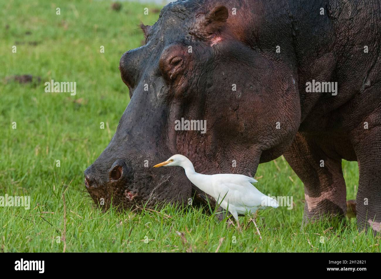 A cattle egret, Bubulcus ibis, catching insects that a grazing hippopotamus stirs up. Chobe National Park, Botswana. Stock Photo