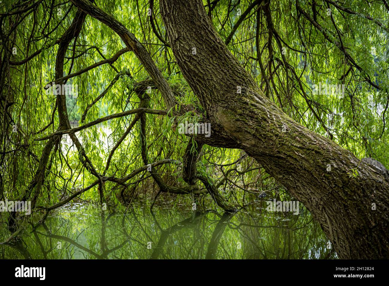 A sloping weeping willow tree reflected in pond Stock Photo Alamy