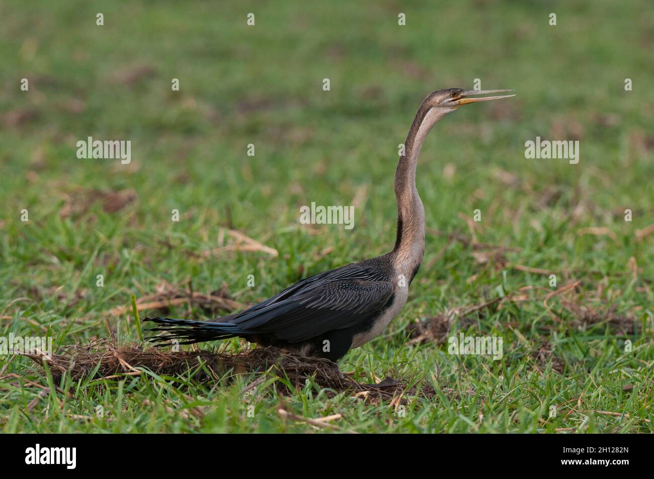 Portrait of an African darter, Anhinga rufa. Chobe National Park ...