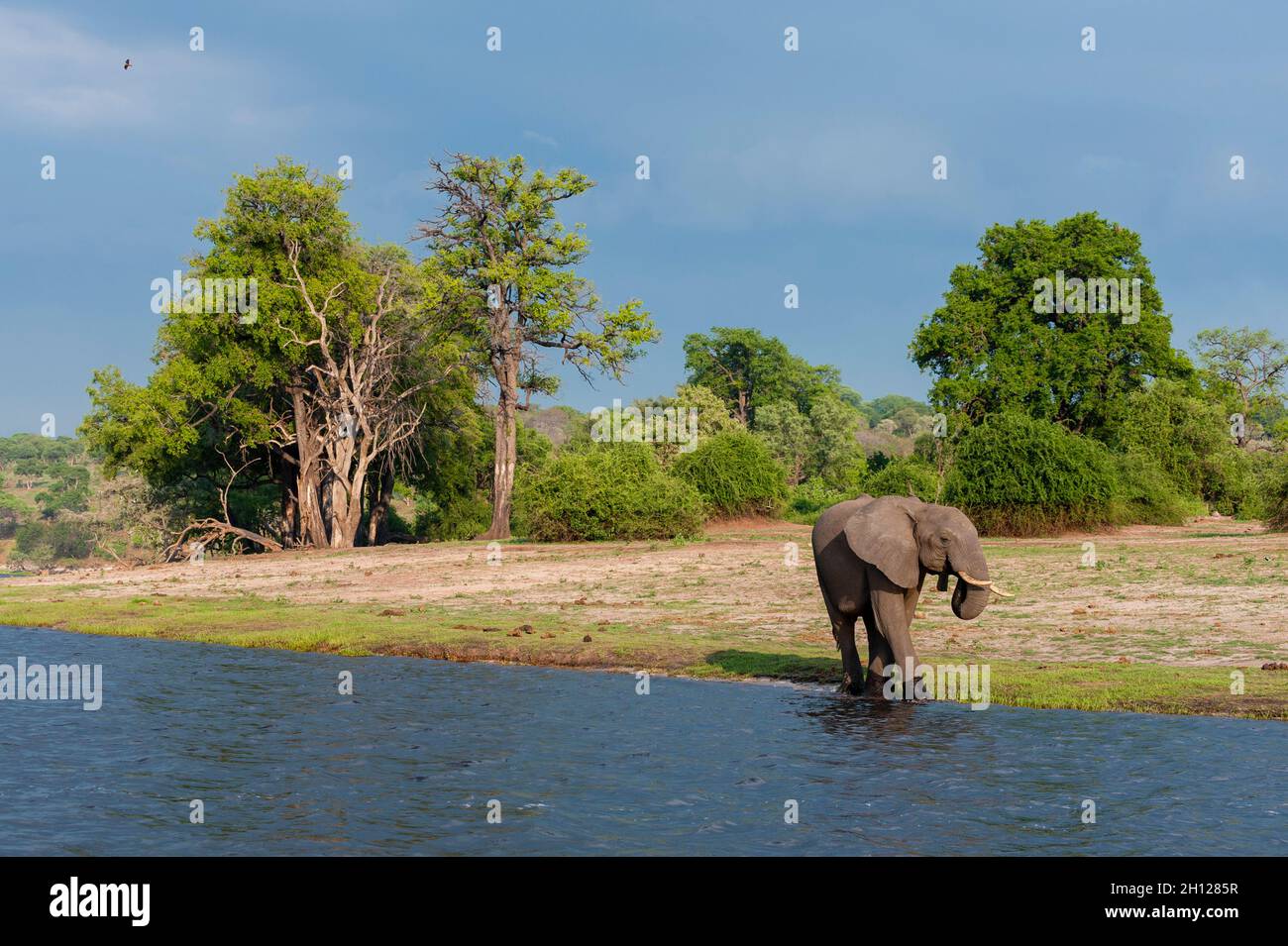 An African elephant, Loxodonta africana, drinking from a bank of the Chobe River. Chobe River, Chobe National Park, Botswana. Stock Photo