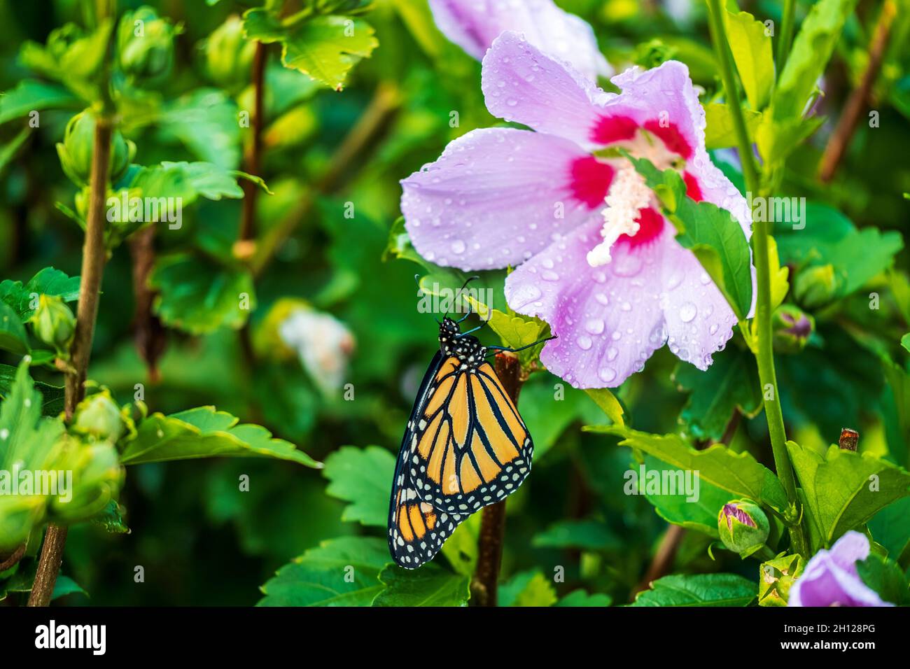 Profile of a Monarch butterfly, Danaus plexippus, nectaring on Althea, Rose of Sharon flower. Kansas, USA. Stock Photo
