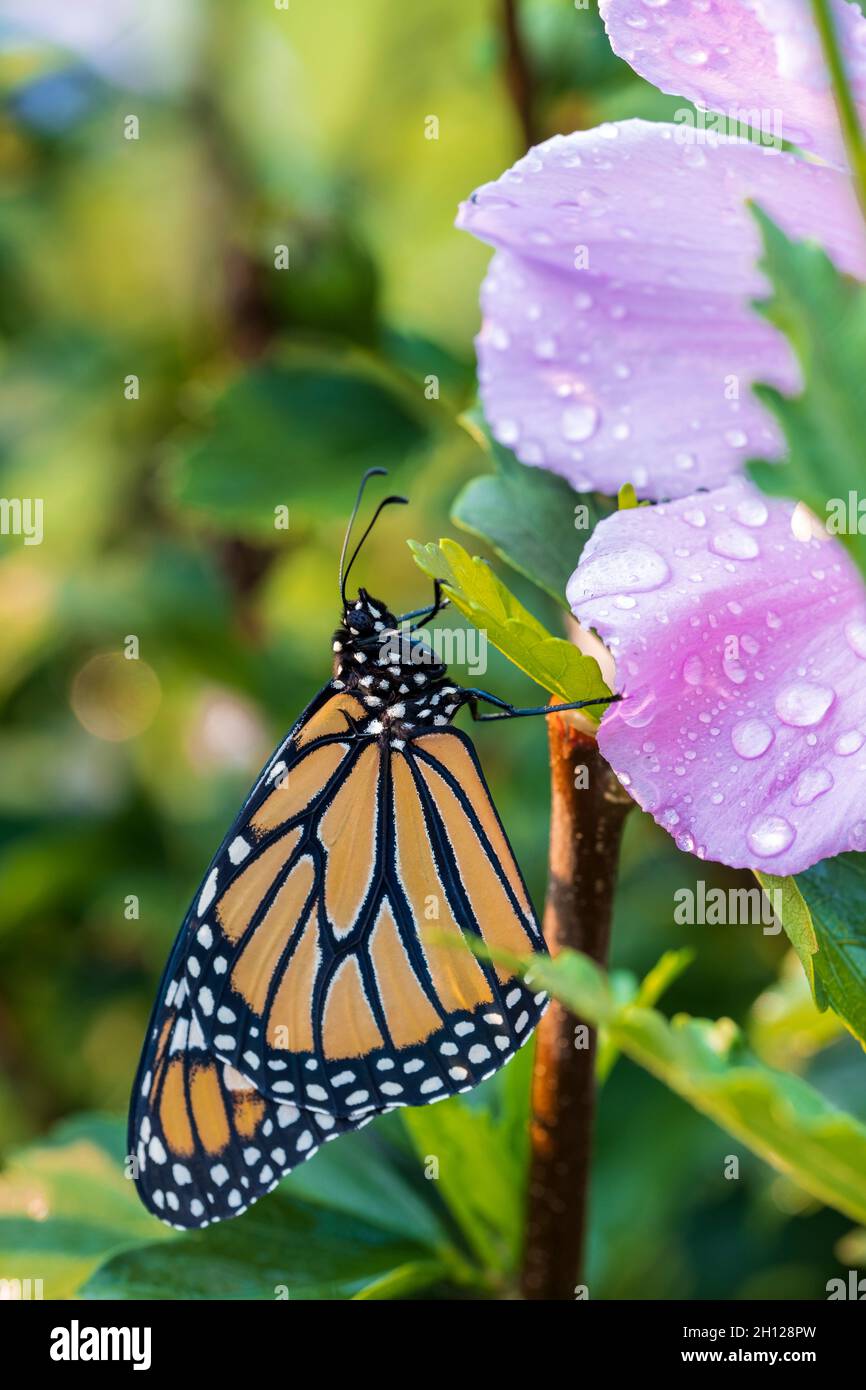 Monarch butterfly, Danaus plexippus, nectaring on Althea, Rose of Sharon flower. Kansas, USA. Stock Photo