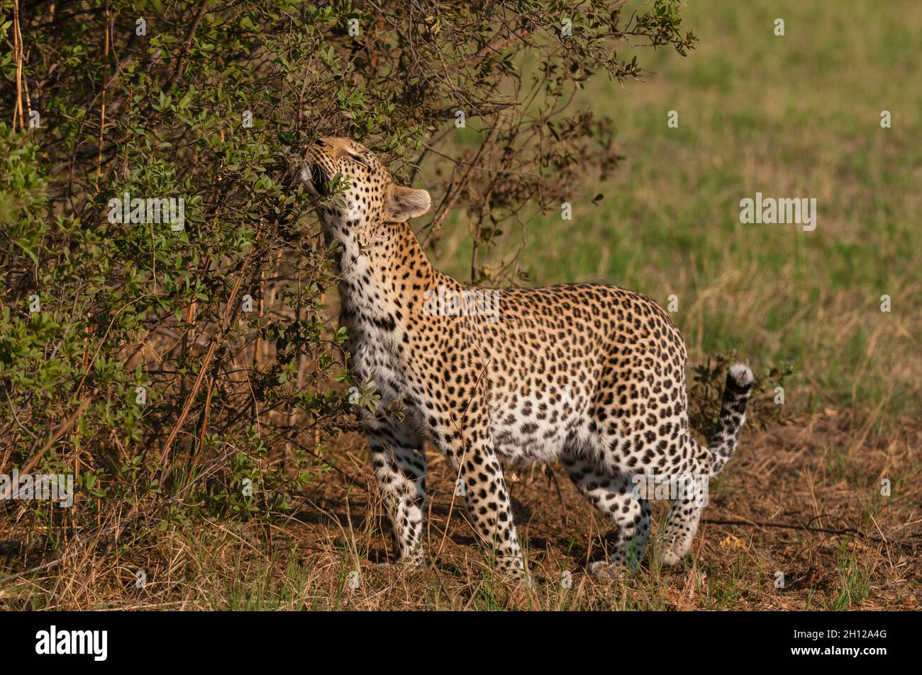 A female leopard, Panthera pardus, leaving scent marks as she patrols ...