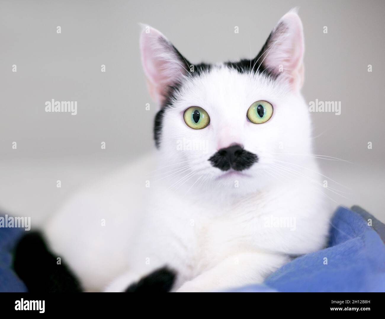 A black and white shorthair cat with markings on its face that look like a mustache Stock Photo