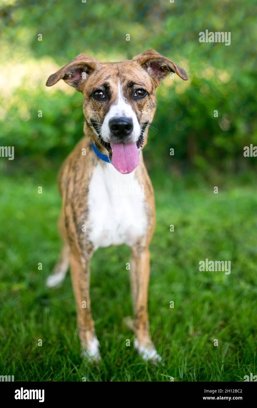 A happy brindle and white mixed breed dog with floppy ears looking up at the camera and smiling Stock Photo