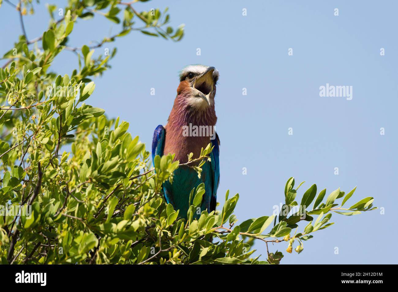 A lilac-breasted roller, Coracias caudatus, calling from a tree top. Okavango Delta, Botswana. Stock Photo