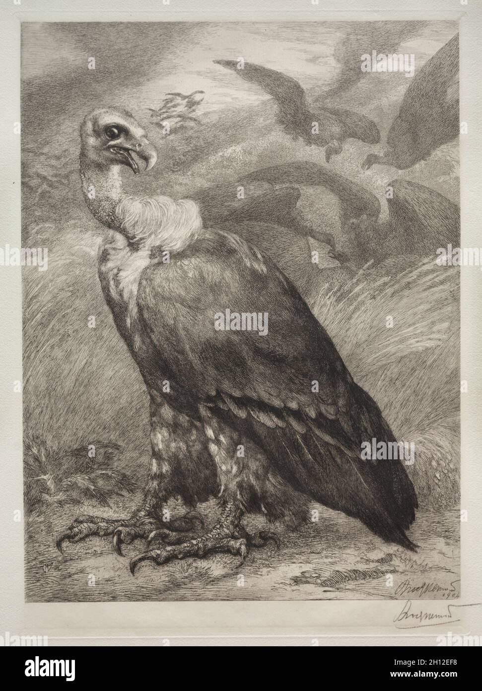 The Vulture, 1904. Félix Bracquemond (French, 1833-1914), Emil Dolot (Société des amis de l'estampes français). Etching; sheet: 60.8 x 44.4 cm (23 15/16 x 17 1/2 in.); platemark: 36.4 x 26.5 cm (14 5/16 x 10 7/16 in.). Stock Photo