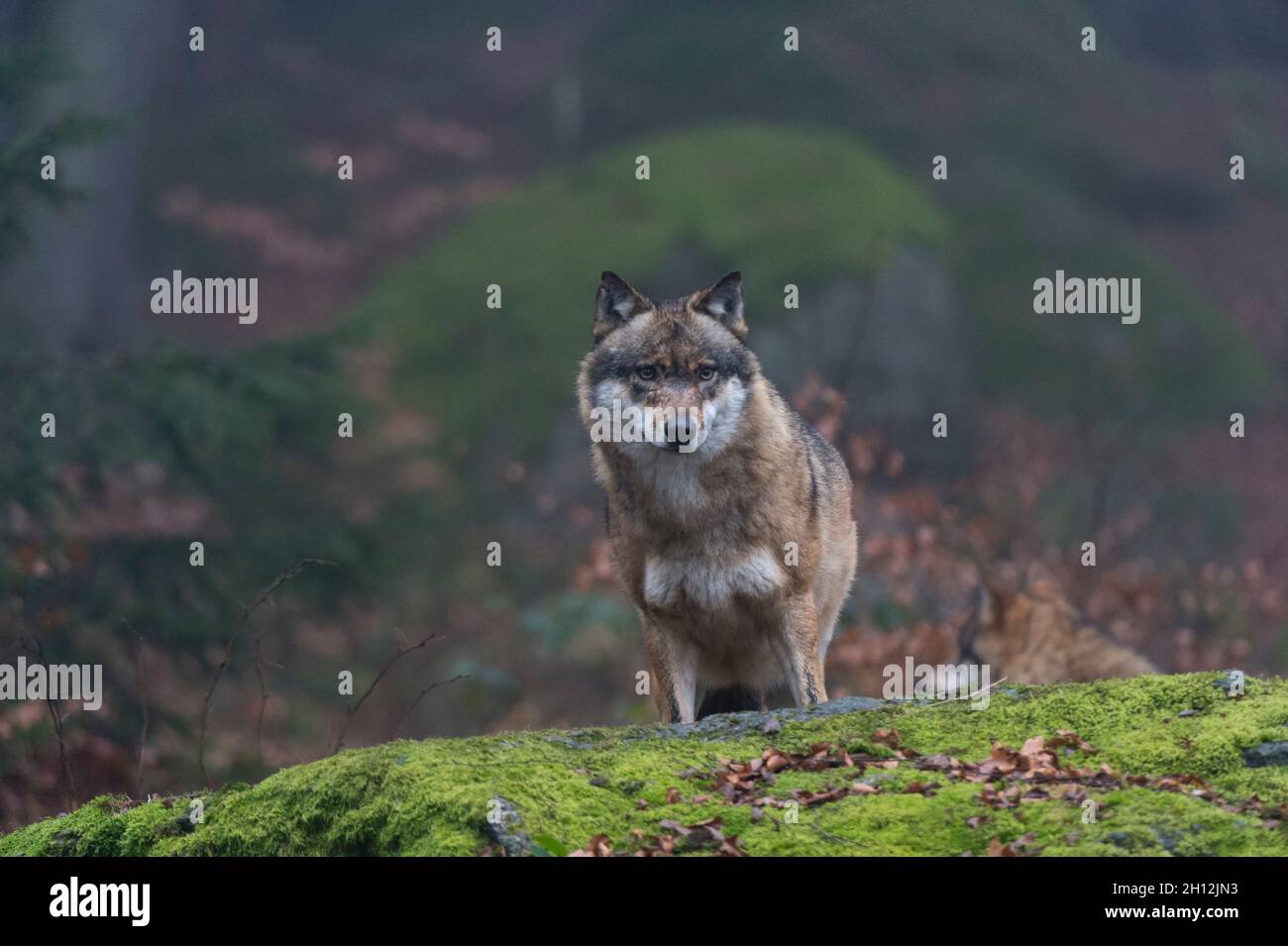 Portrait of a gray wolf, Canis lupus, on a mossy boulder in a foggy ...