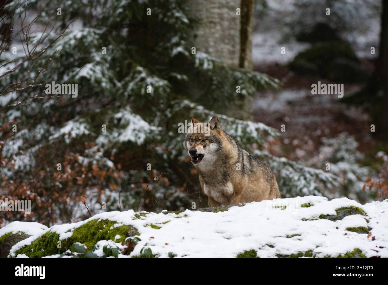 A gray wolf, Canis lupus, in a snowy forest. Bayerischer Wald National ...