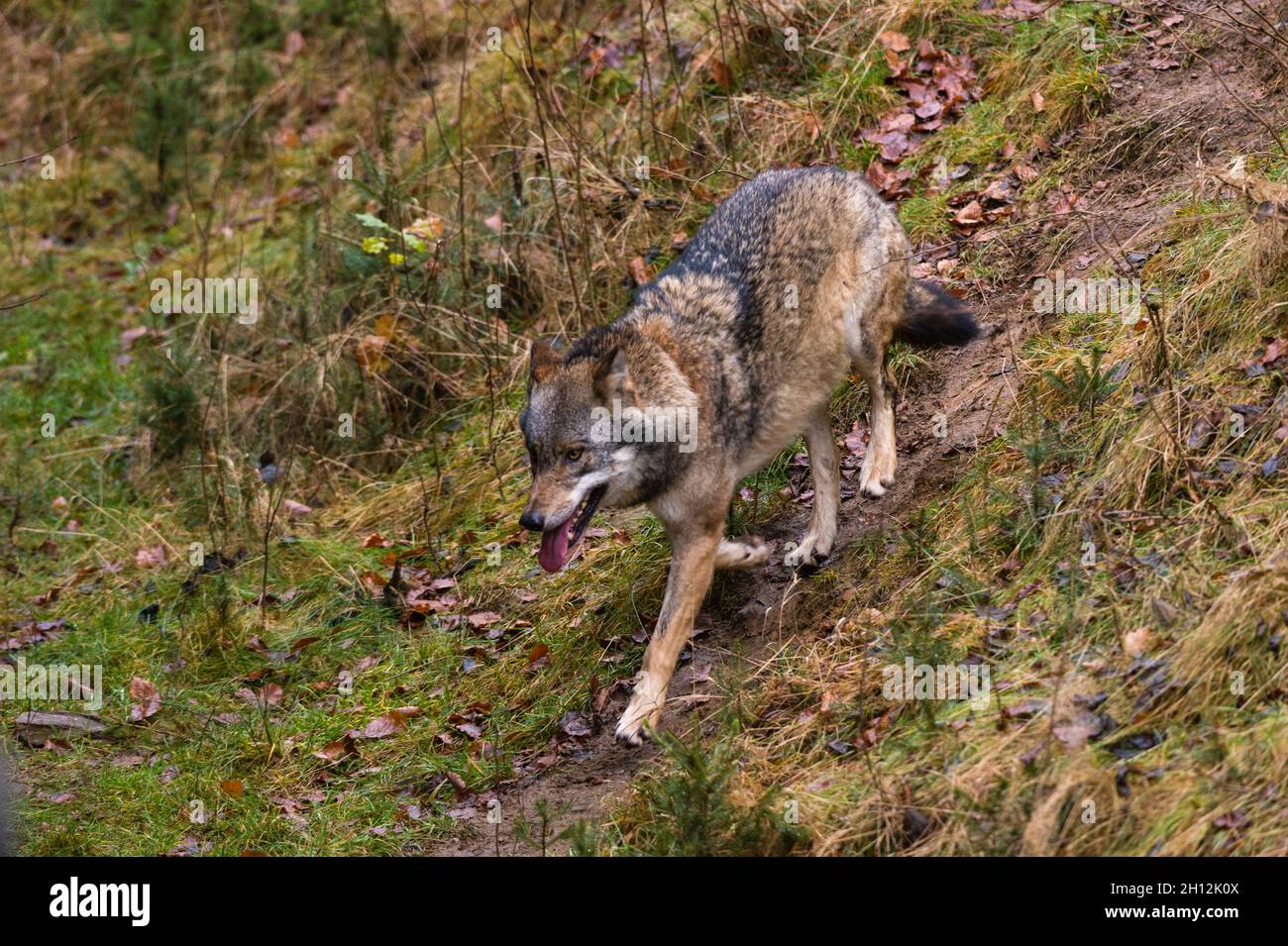 A gray wolf, Canis lupus, panting as it trots down a hill. Bayerischer ...