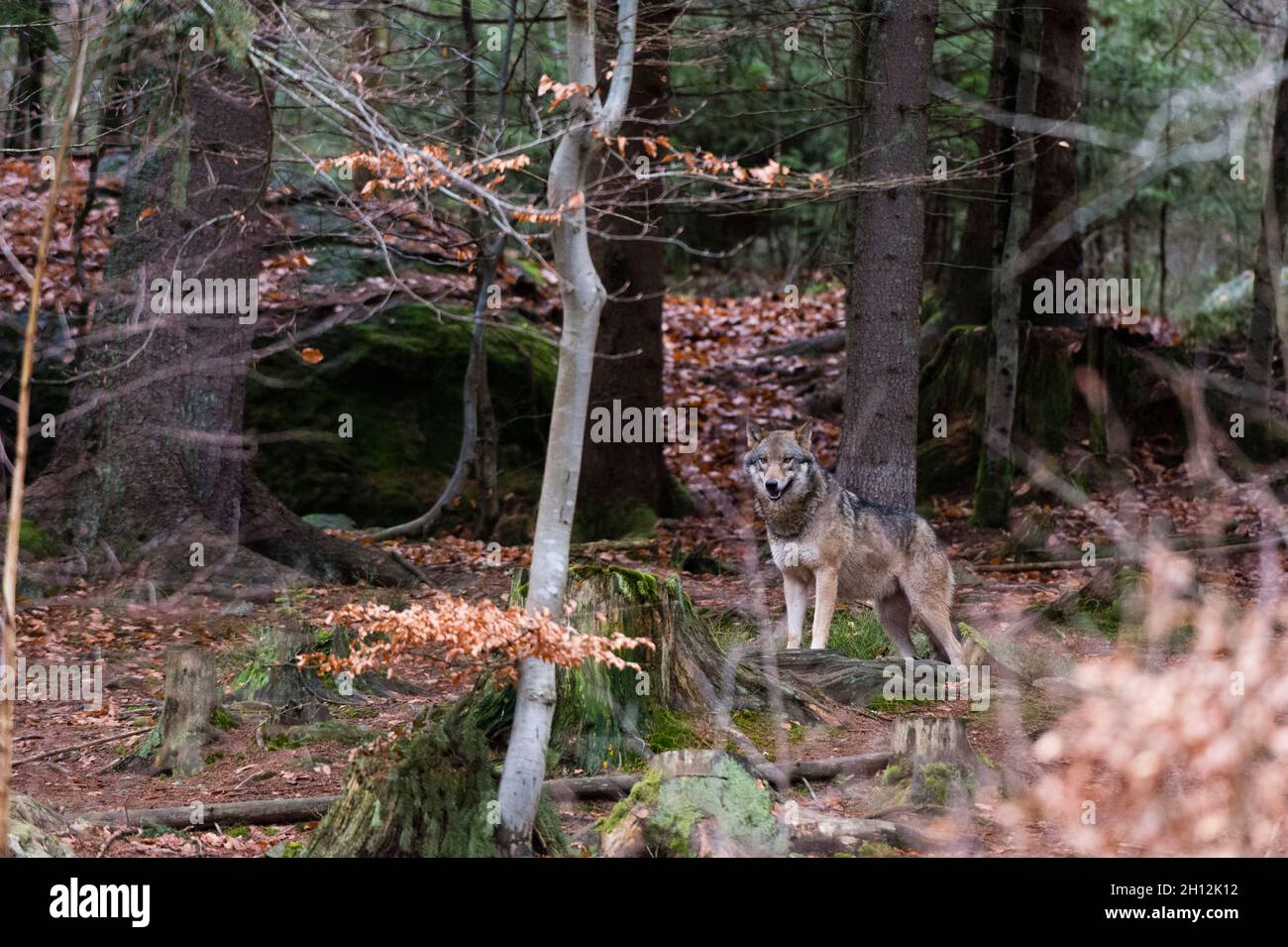 A gray wolf, Canis lupus, in a scenic forest landscape. Bayerischer ...