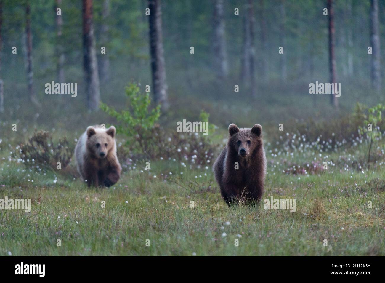 Two juvenile European brown bears, Ursus arctos arctos, walking in the forest. Kuhmo, Oulu, Finland. Stock Photo