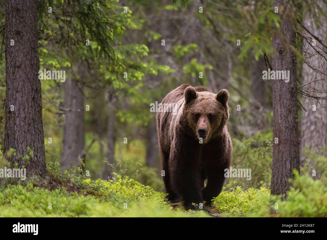 A European brown bear, Ursus arctos arctos, walking in the forest ...