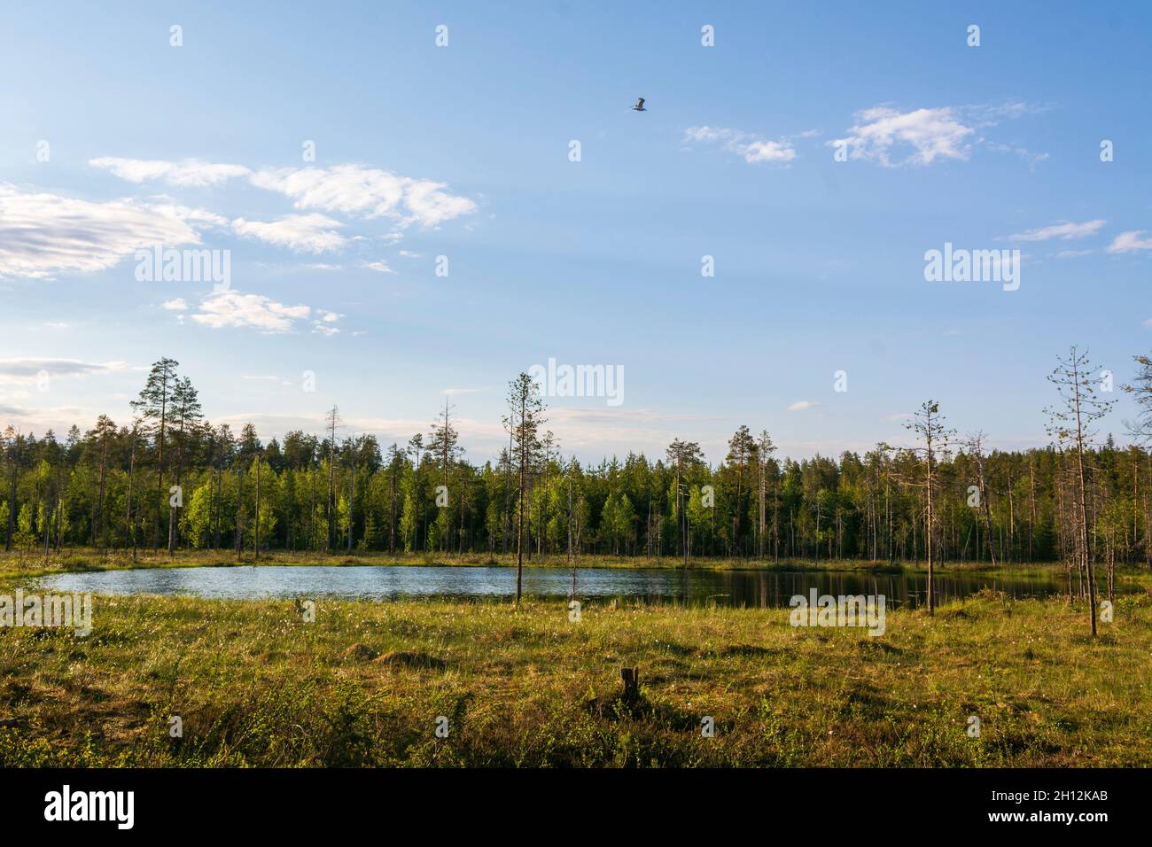 A scenic landscape with evergreen forests and a lake, in Finland. Kuhmo ...