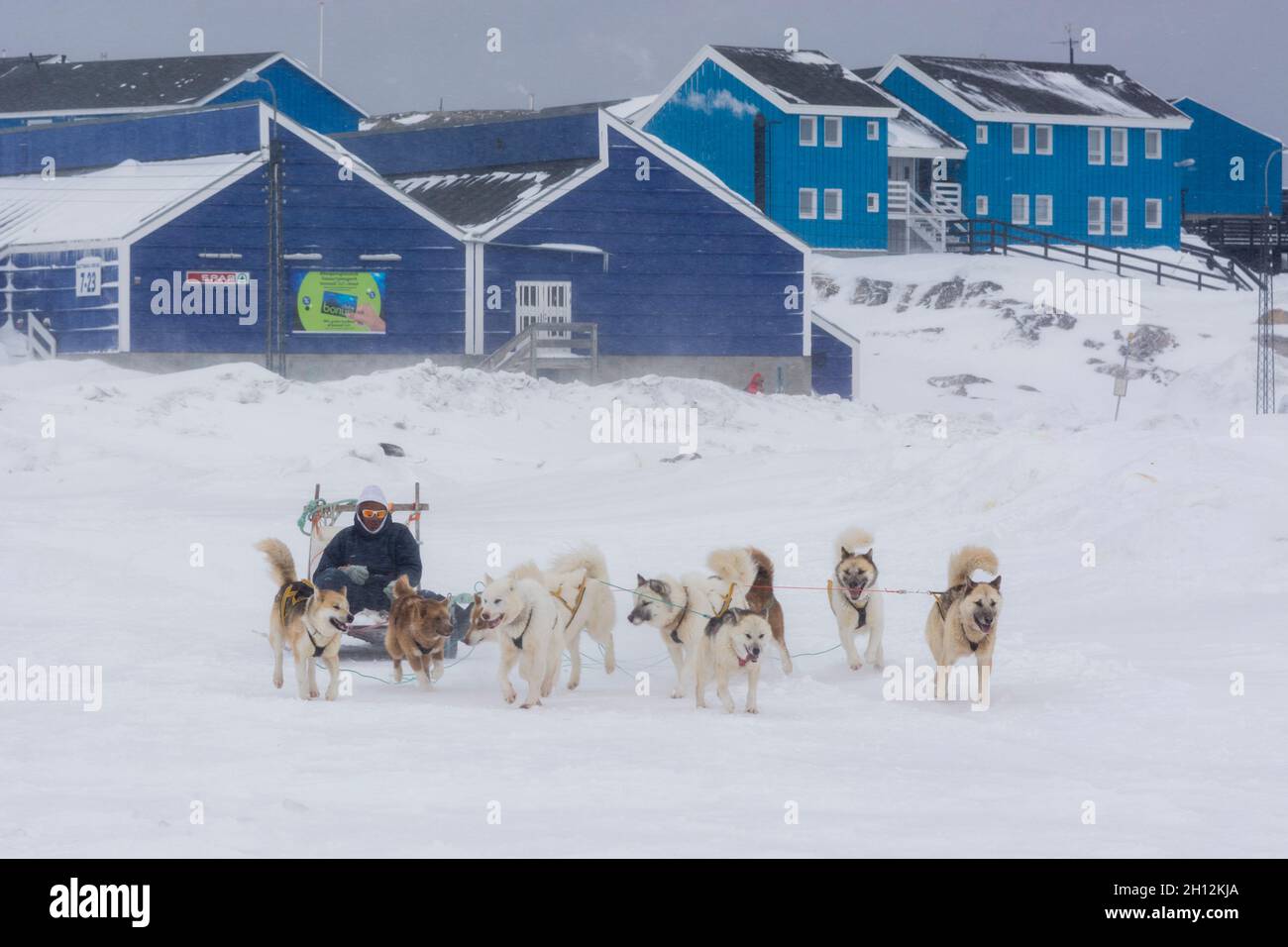 A man driving a dog sled during a snow storm. Ilulissat, Greenland ...