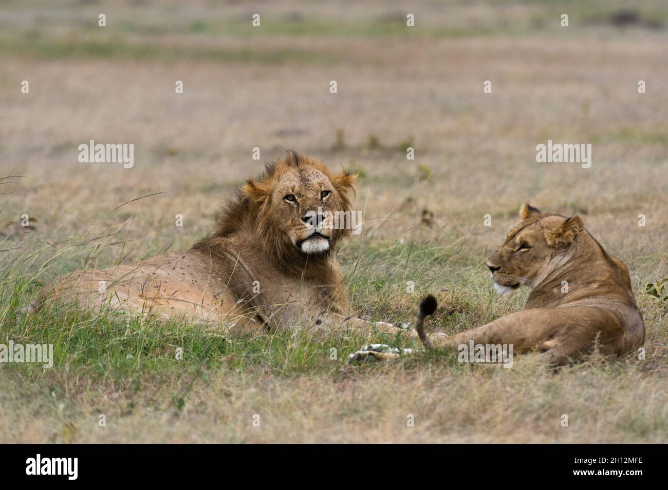 A mating pair of Lions, Panthera leo, resting on grass. Masai Mara ...