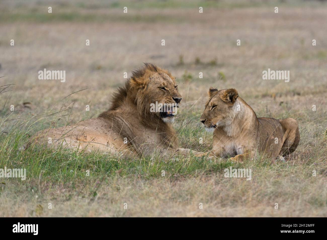 A mating pair of lions, Panthera leo Stock Photo - Alamy