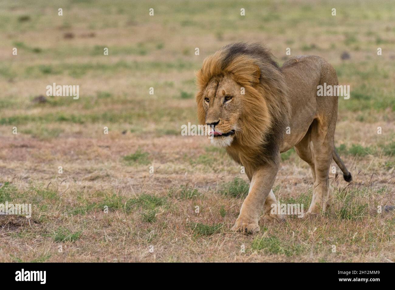 A male lion, Panthera leo, walking at Masai Mara National Reserve ...