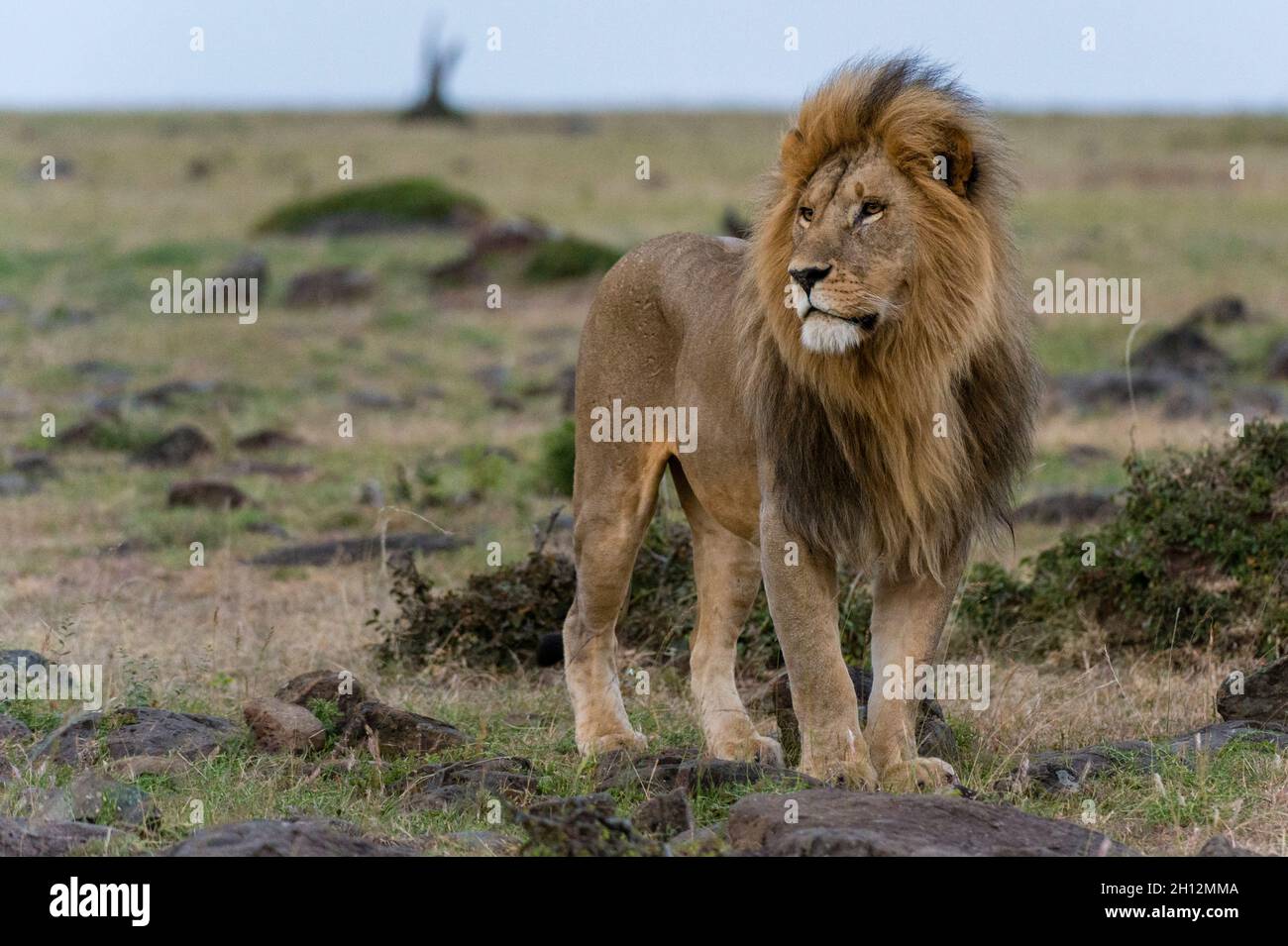 A male lion, Panthera leo, looking at the surroundings. Masai Mara National Reserve, Kenya, Africa. Stock Photo