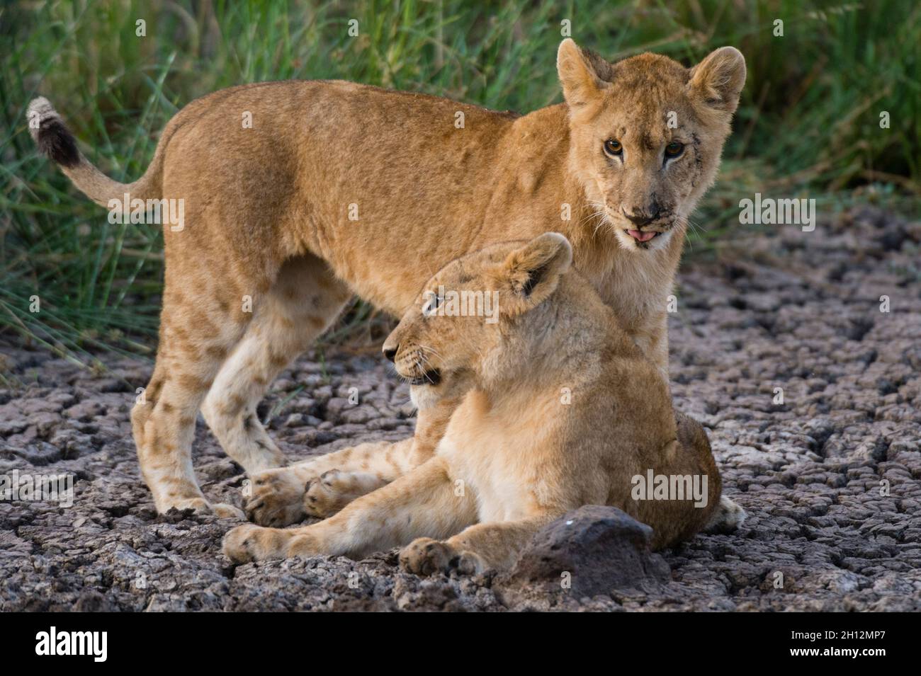 Two lion cubs, Panthera leo, resting on dry mud. Masai Mara National ...