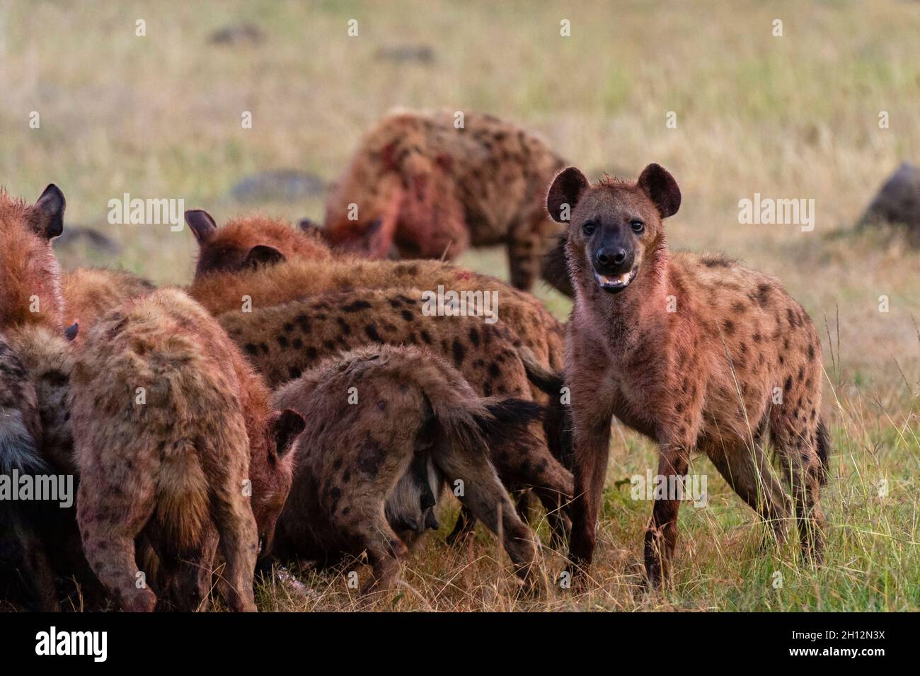 Spotted hyenas, Crocuta crocuta, feeding on wildebeest, Connochaetes taurinus. Masai Mara National Reserve, Kenya, Africa. Stock Photo