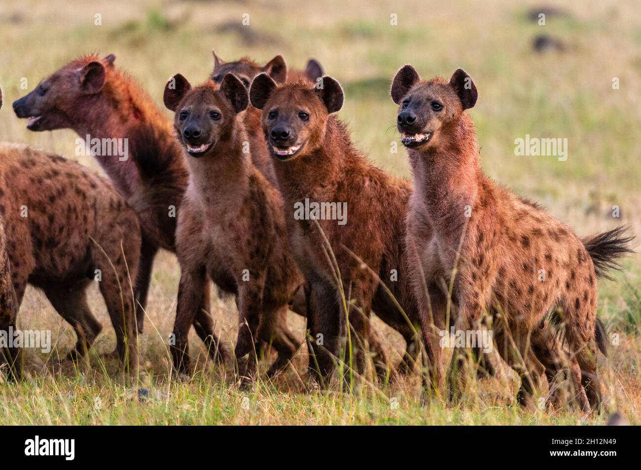 Spotted hyenas, Crocuta crocuta, feeding on a wildebeest, Connochaetes taurinus. Stock Photo
