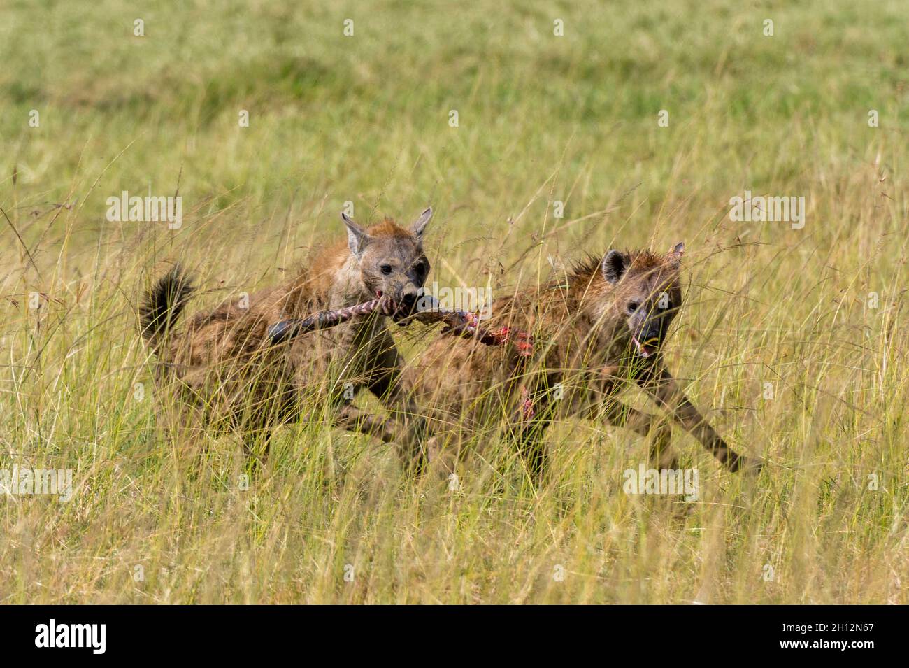 Two spotted hyenas, Crocuta crocuta, scavenging a zebra leg from a lion pride. Stock Photo