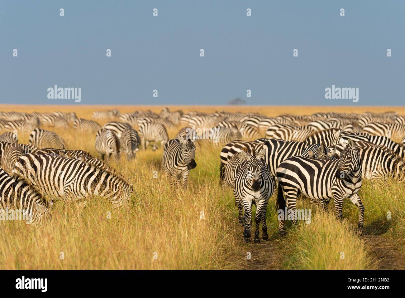 Herd of Plains zebras, Equus quagga, in the grass at Masai Mara ...