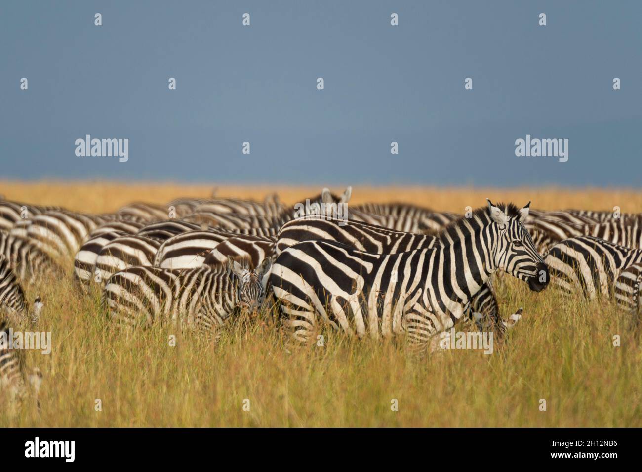 Herd of Plains zebras, Equus quagga, grazing in the grass at Masai Mara ...