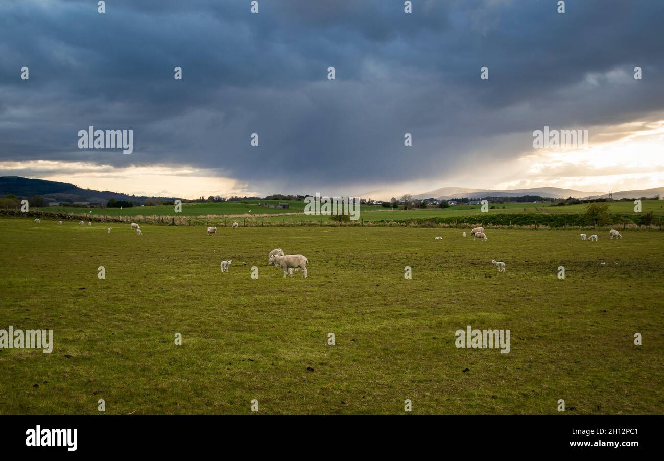 Livestock grazing at sunset on a green meadow in Kinross, rural Scotland. Stock Photo