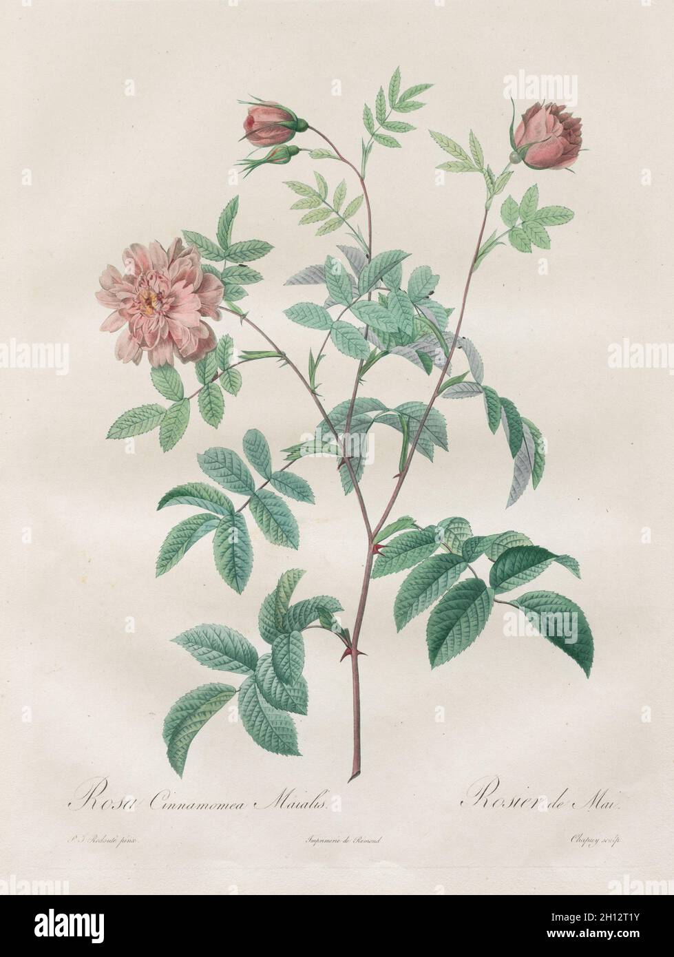 Les Roses: Rosa cinnamomea, 1817-1824. Henry Joseph Redouté (French, 1766-1853). Stipple and line engraving, with hand coloring; Stock Photo