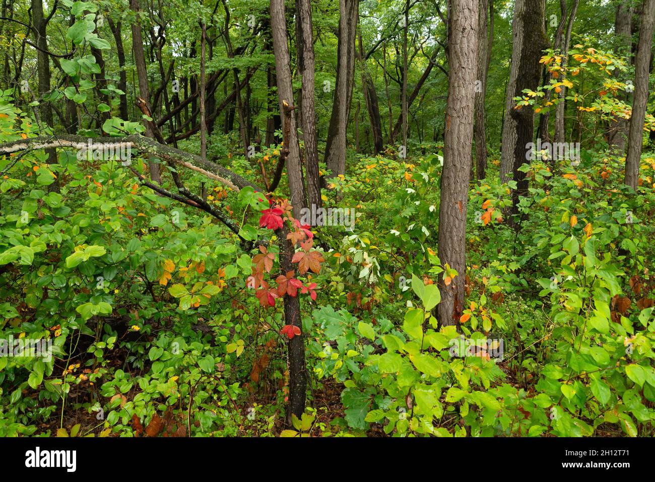 Beautiful Autumn landscape on a rainy morning. Indiana Dunes National ...