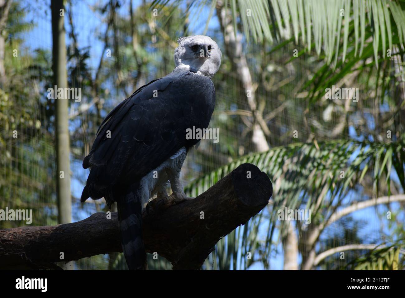 Harpy eagle (Harpia harpyja) in a zoo Stock Photo Alamy
