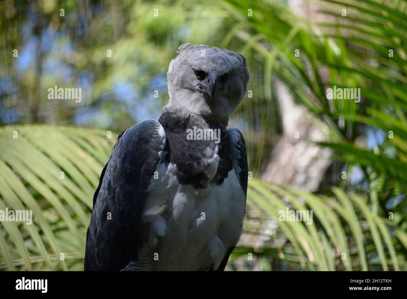 Harpy eagle (Harpia harpyja) in a zoo Stock Photo Alamy