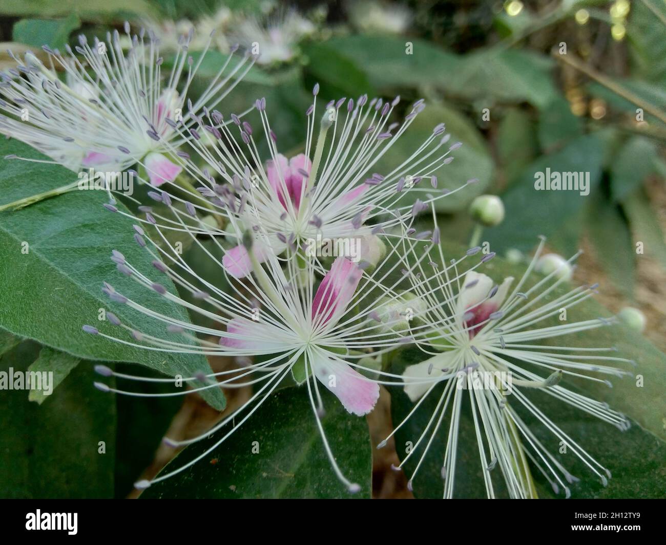 The Capparaceae or Capparidaceae, commonly known as the caper family, are a  family of plants in the order Brassicales. As currently circumscribed, the  Stock Photo - Alamy
